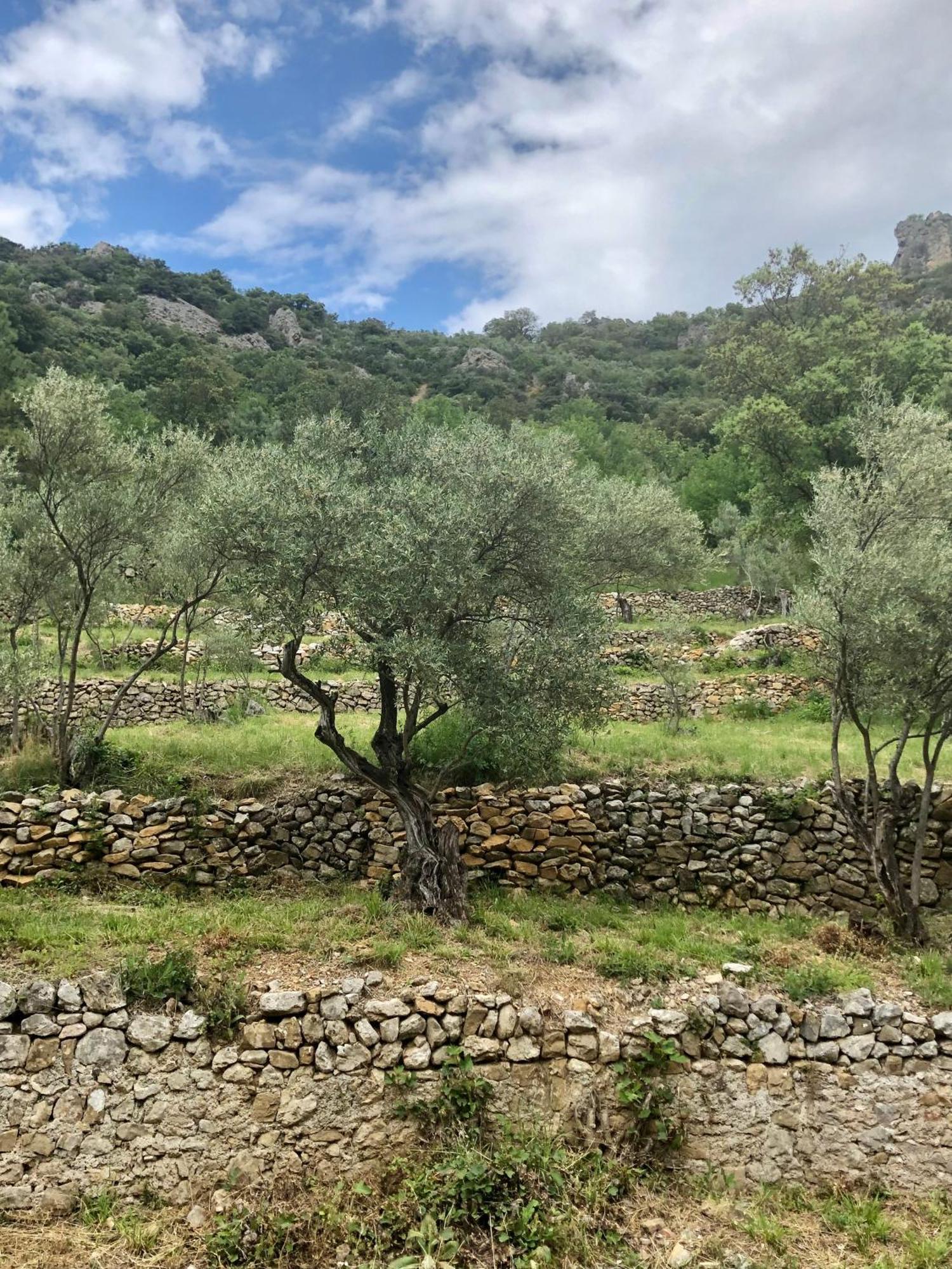 Charmante Maison A Saint Guilhem Le Desert المظهر الخارجي الصورة